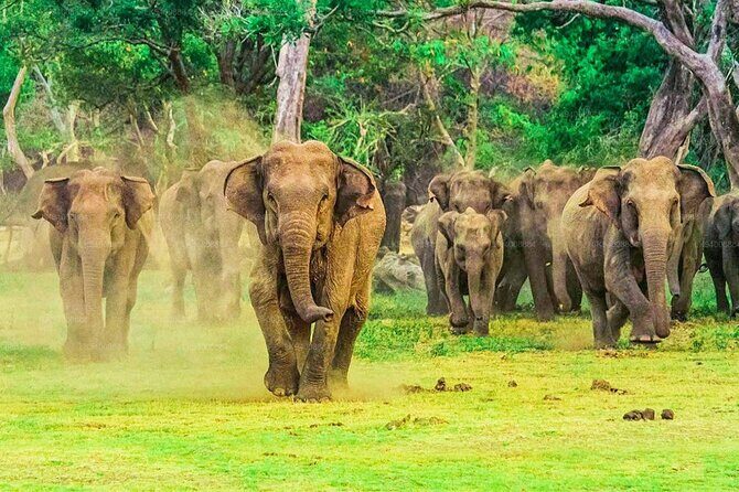 Private Udawalawa Safari Plus Elephant Transit Home Day Trip - Authentic Insights from Past Travelers