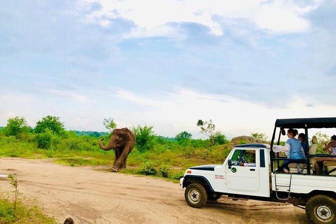 Private Udawalawe Nationalpark Jeep-Safari - Authentic Insights from Travelers