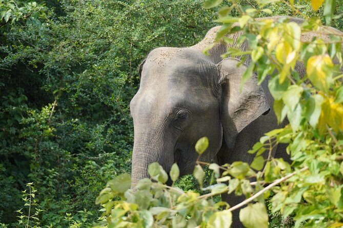 Private Udawalawe Safari Tour with Elephant Transit Home - Deep Dive into the Experience
