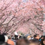Private & Unique Tokyo Cherry Blossom "Sakura" Experience - Final Thoughts: Is It Worth It?