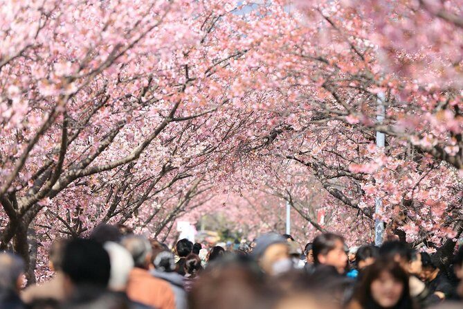 Private & Unique Tokyo Cherry Blossom "Sakura" Experience - Final Thoughts: Is It Worth It?