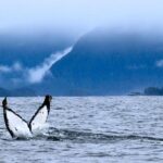 Private Whale Watching and Marine Wildlife Tour - An In-Depth Look at the Private Whale Watching and Marine Wildlife Tour in Sitka