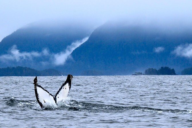 Private Whale Watching and Marine Wildlife Tour - An In-Depth Look at the Private Whale Watching and Marine Wildlife Tour in Sitka