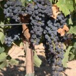 Private Wine Tour from Washington with driver/guide and Hotel Pick-up - A Deep Dive into the Virginia Wine Experience