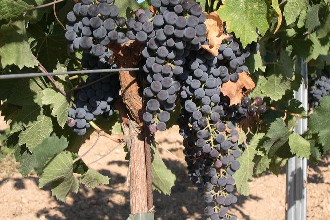 Private Wine Tour from Washington with driver/guide and Hotel Pick-up - A Deep Dive into the Virginia Wine Experience