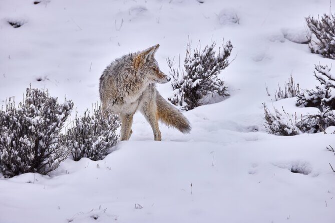 Private Yellowstone Wildlife Tours & Photo Safaris - Half Day - Why This Tour Offers Great Value