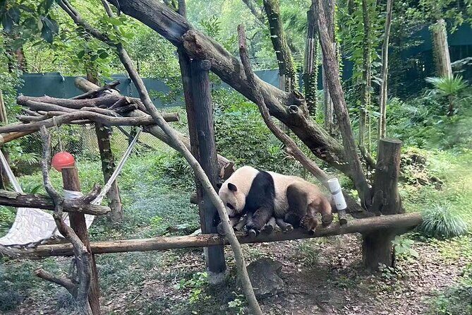Private Zhujiajiao Water Town Tour with Shanghai Zoo and Panda - The Guides: What Sets Them Apart?