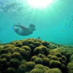 PRO-SNORKELING to Explore Hidden Coral Reefs (MAX 12 PAX) - What Makes This Tour Special?