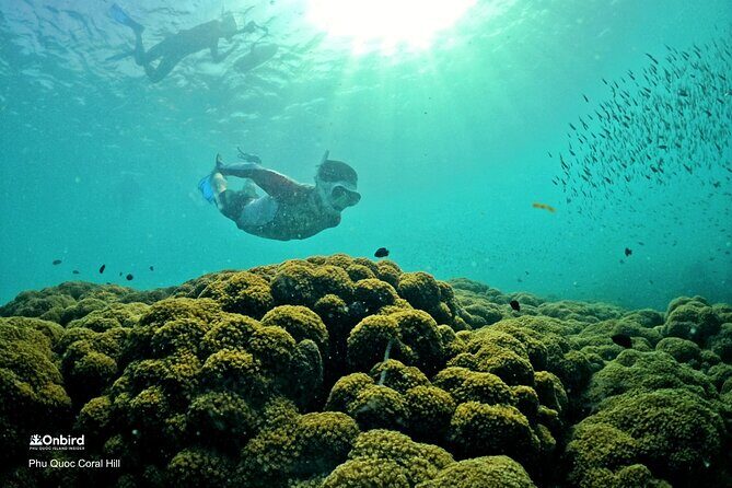 PRO-SNORKELING to Explore Hidden Coral Reefs (MAX 12 PAX) - What Makes This Tour Special?