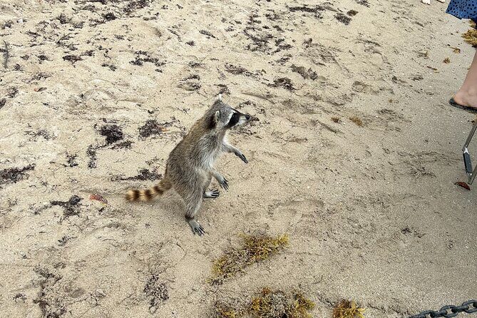 Raccoon Island Boat Tour - Indian Creek, Sanbar and Raccoons - Final Thoughts