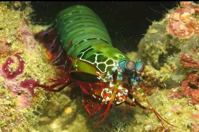 Racha Noi and Racha Yai Dive Trip from Phuket - What Reviewers Loved Most