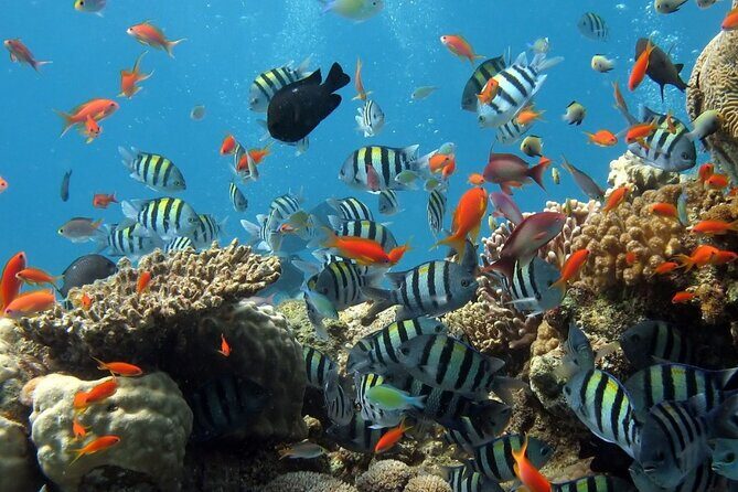 RAID Try-Dive Experience in Kota Kinabalu - Authentic Insights from Past Travelers