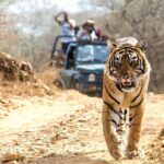 Ranthambhore Tiger Tour of Delhi, Agra, and Jaipur 5 Star Hotel - Frequently Asked Questions