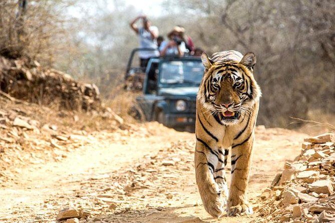 Ranthambhore Tiger Tour of Delhi, Agra, and Jaipur 5 Star Hotel - Frequently Asked Questions
