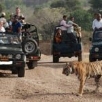Ranthambore National Park one day safari From Jaipur - The Value of This Tour