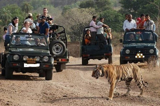 Ranthambore National Park one day safari From Jaipur - The Value of This Tour