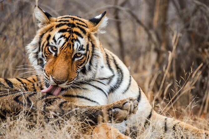 Ranthambore tiger reserve Assistance for Cantar Safari Tickets - A Close Look at the Safari Experience
