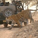 Ranthambore tiger reserve day trip from Jaipur All Inclusive - Analyzing the Value