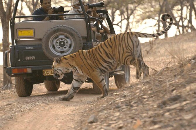 Ranthambore tiger reserve day trip from Jaipur All Inclusive - Analyzing the Value