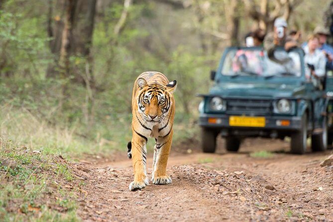 Ranthambore Tiger Safari Day trip from Jaipur - All Inclusive - What’s Included and What’s Not