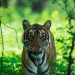 Ranthambore Tiger Safari In Canter 20 Seater All Inclusive visits - Practicalities and Value