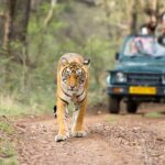 Ranthambore Tiger Safari In Gypsy 6 Seater All Inclusive visits - FAQs