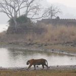 Ranthambore Tiger Safari Private Same Day Trip from Jaipur - What’s Included & What You’re Paying For