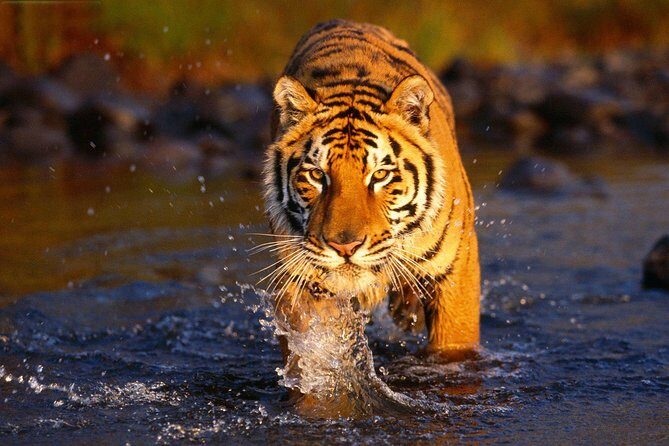 Ranthambore Tiger Safari Tour from Delhi with All Meals - Final thoughts