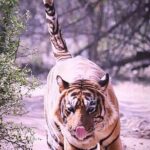 Ranthambore Wildlife Safari with Tickets & Transfer Options - Authentic Insights from Reviewers