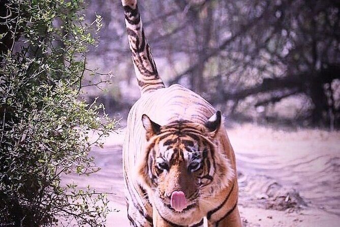 Ranthambore Wildlife Safari with Tickets & Transfer Options - Authentic Insights from Reviewers
