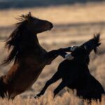 Red Canyon Wild Mustang Tours And Safaris In Cody Wyoming - The Experience from a Reviewers Perspective