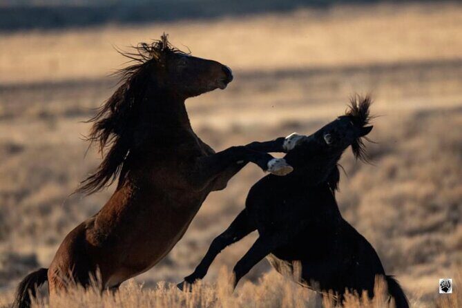 Red Canyon Wild Mustang Tours And Safaris In Cody Wyoming - The Experience from a Reviewers Perspective