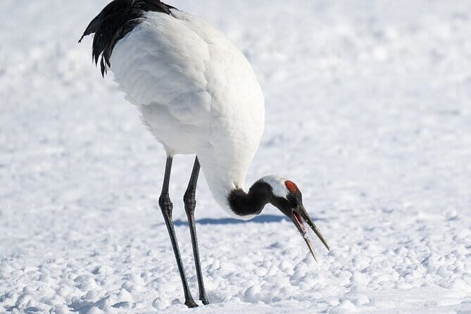 Red Crowned Crane and Wildlife Watching - Who Should Book This Tour?