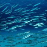 Refresher scuba diving trip, 3 dives at Racha Noi and Racha Yai - What Makes This Tour Stand Out?