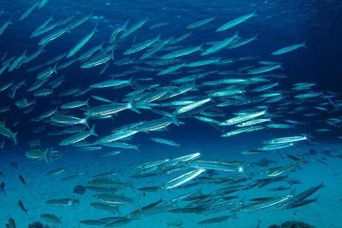 Refresher scuba diving trip, 3 dives at Racha Noi and Racha Yai - What Makes This Tour Stand Out?