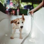 Rescue P.A.W.S. Day Visit - The Value of This Experience