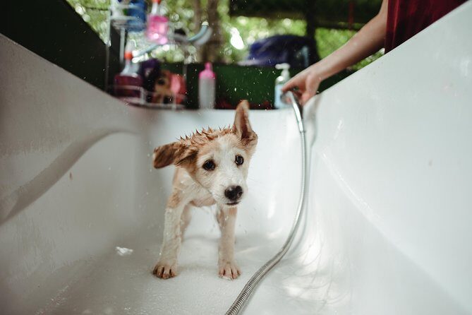 Rescue P.A.W.S. Day Visit - The Value of This Experience