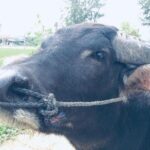 Riding Water Buffalo Hoi An Private Bike Tour - Final Thoughts