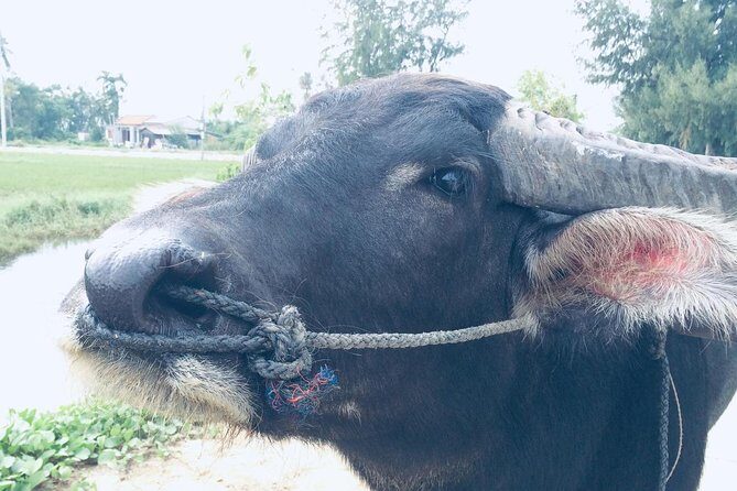 Riding Water Buffalo Hoi An Private Bike Tour - Final Thoughts