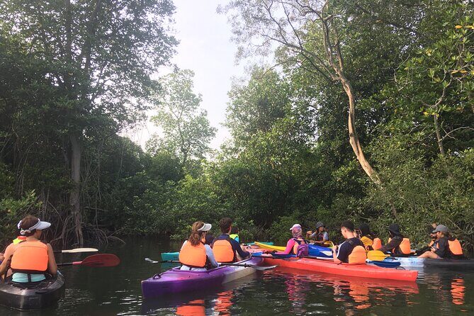 River Exploration and Mangrove Nature Tour by kayaking - Detailed Breakdown of the Experience