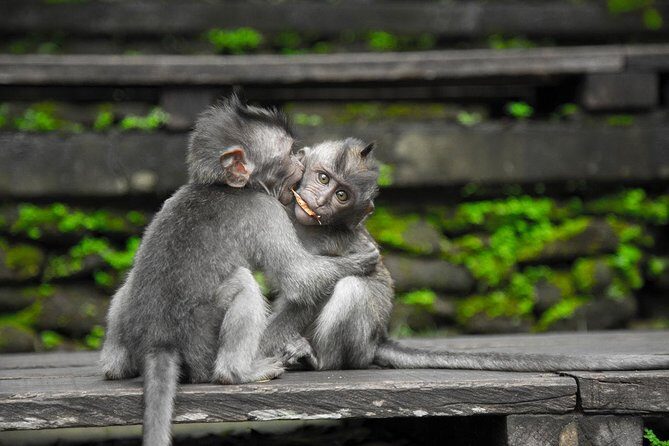 River Rafting Down the Ayung and Sacred Monkey Forest - Practical Details and What to Expect