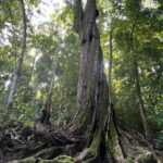 Rouge Beach Forest Walk - Frequently Asked Questions