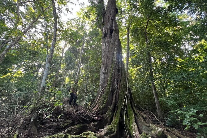 Rouge Beach Forest Walk - Frequently Asked Questions