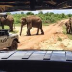 Safari Expedition's in Wild Wonders of Yala - Real Traveler Insights
