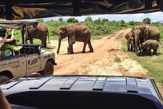 Safari Expedition's in Wild Wonders of Yala - Real Traveler Insights