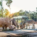 Safari Phu Quoc Ticket With Roundtrip Transfer - A Complete Look at the Vinpearl Safari Experience
