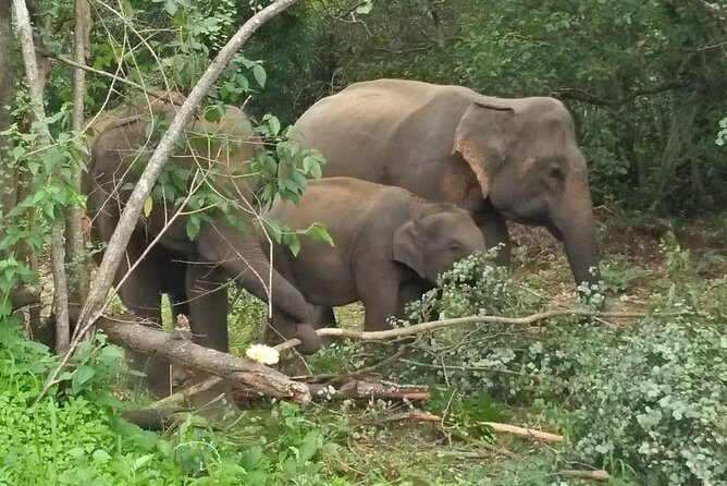 Safari Tour at Minneriya National Park - An In-Depth Look at the Safari Tour Experience