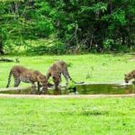 Safari Tour Yala National Park - 2 nights 3 days - Final Thoughts