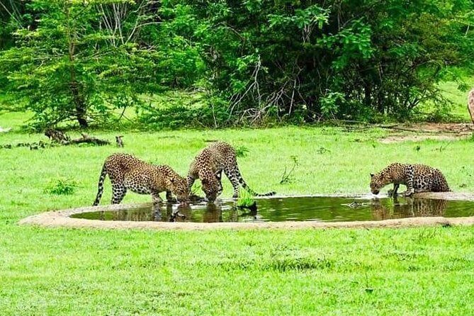 Safari Tour Yala National Park - 2 nights 3 days - Final Thoughts