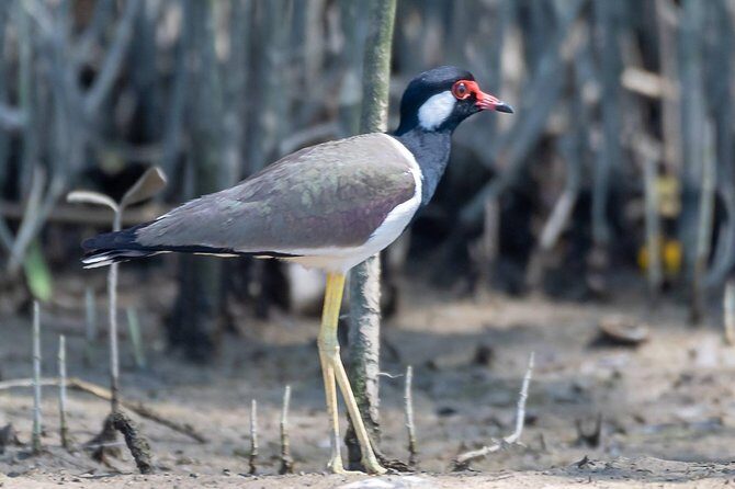 Sam Roi Yod National Park & Praya Nakhon Cave Join Group Tour - The Itinerary in Detail